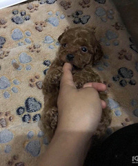 ����С̩����������һ���ܵ����¼���4��2