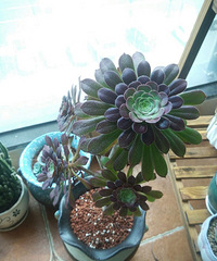 Ů����������̫Ư����