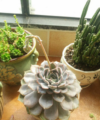 Ů����������̫Ư����