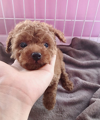 �Լ�С̩������һ������һ�Σ����������۾�