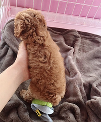 �Լ�С̩������һ������һ�Σ����������۾�