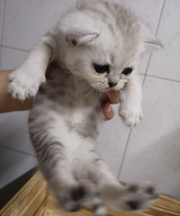 ����Ӣ��������С��è���ȳ�Ѫ��