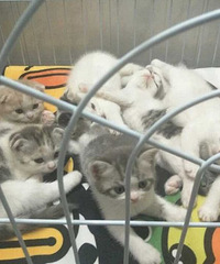 �۶�������ëè���ۡ���ÿ��ι���Ǻ�������