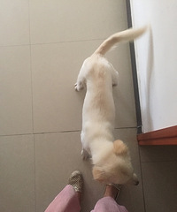 家有萌宠