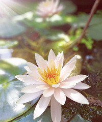 С�ɲ�¶����