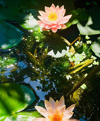 С�ɲ�¶����