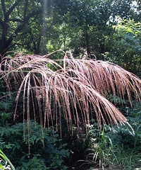 它在这个时节最好看