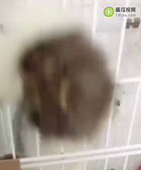 纯种渐层找女朋友咯