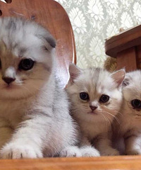 纯家养苏格兰折耳猫低调走秀 ,价格不高,