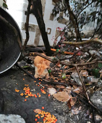 �չ���һֻ����С�� ����