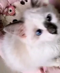 ��ż�����Ҽҳ�