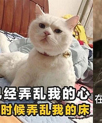 我觉得你手机里它们的表情包肯定比我还多!