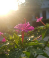 û������Ƭ��