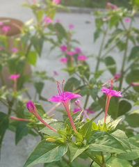 û������Ƭ��