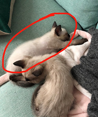 ��������è�������һ��ĸè