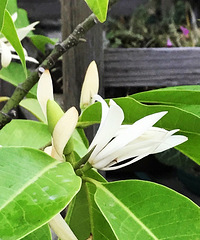 白兰花开
