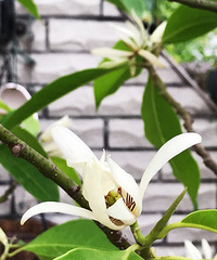 白兰花开