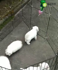 �޻��Ǳ��ܣ��ְֳ��Ｖ�����赥Ѫͳ��һ�ڼ�800���ʷ�����