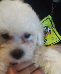 ������Ҿͳ�����