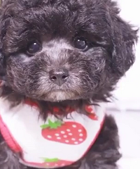 ������̩������ һ����ֻ