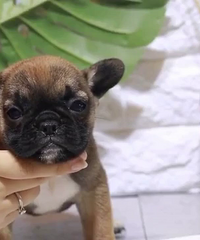 ��ɫ��ţ���� �ؼ�1200