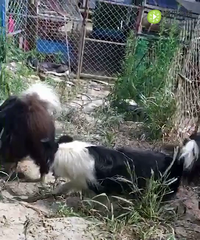 �ڰ׹��߶������