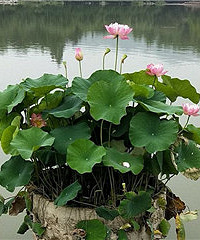 �㽭��ѧԺ�ĺɻ���������