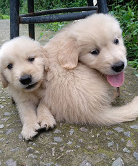 �ҼҴ�����