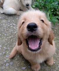 �ҼҴ�����