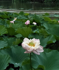 �̵������������ģ�