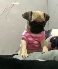 ��û��������ֻ�͸��