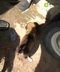 ��������Ȯ