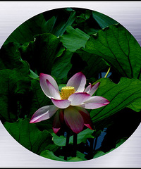 如画,如画,芙蕖似有情。