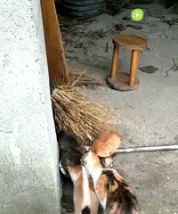 ˭��ҪСè��