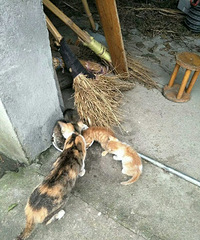 ˭��ҪСè��