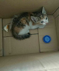 ·�ϼ�һֻè����Ҫ������ϵ��15267662848