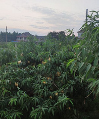 ʮ������