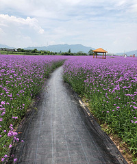 花海的时节,这也太美了吧!