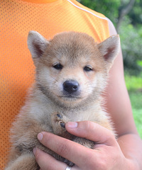 Ȯ����ľ�Ʒ��Ȯ������������