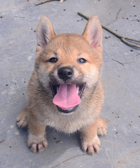 Ȯ����ľ�Ʒ��Ȯ������������