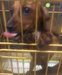 С������Ȯ