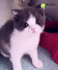 Ӣ������