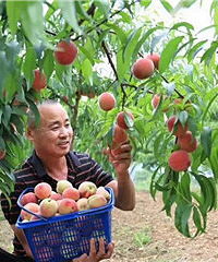 临安最强桃李采摘攻略来啦