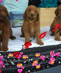 �޹󱦱����� ���Լ�΢��Ŷ