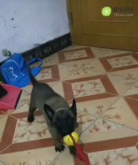 ���������Ȯ��ɯ����������´�