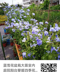 �����³���ѩ��?