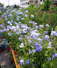 �����³���ѩ��?