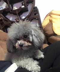 ��������һֻ��ɫ��С�͹��Ȯ��ʧ���������һ��ؽ��л��