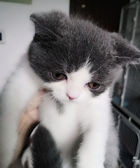 Ӣ������