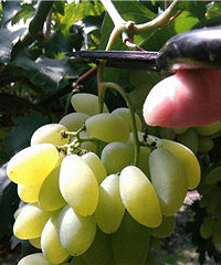 �����һ�����������Ҹ�����